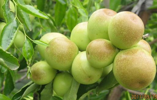 冬棗有哪些益處？醫生：冬棗的這四個功效你要知道，解酒