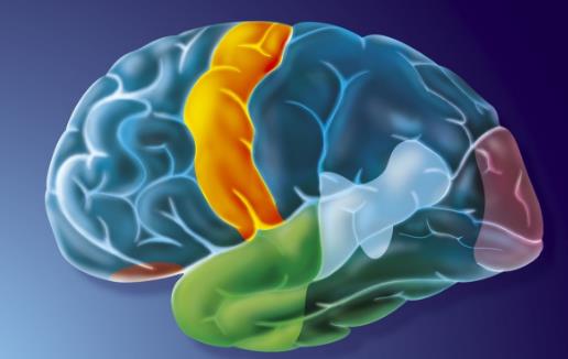 超強的記憶里讓你過目不忘 不再總是狗熊掰棒子