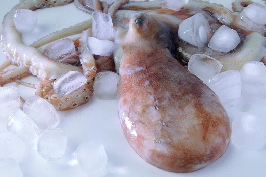 魷魚、花枝和軟絲傻傻分不清？教你一招來辨認(rèn)