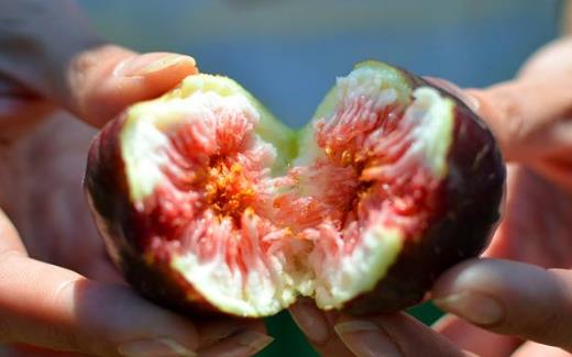 無花果食用價值與功效