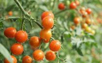 圣女果營養高熱量低 減肥的我們可以放心食用