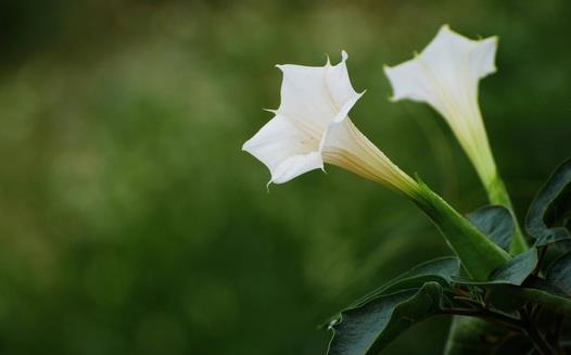 毒藥用途廣泛 世界古今最全毒藥大全 