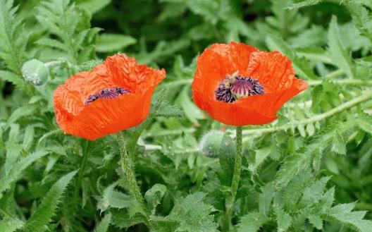 毒藥用途廣泛 世界古今最全毒藥大全 