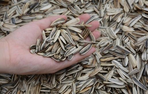 上了年紀多健忘 老人多吃10種食物改善記憶力