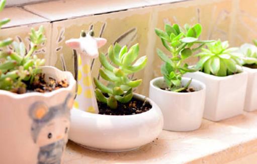 春季養花的六點注意事項