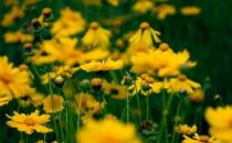 ?春季養花注意事項和花卉的春季管理