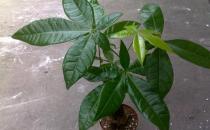 ?室內觀葉植物種類多差異大 觀葉植物的常見問題診治