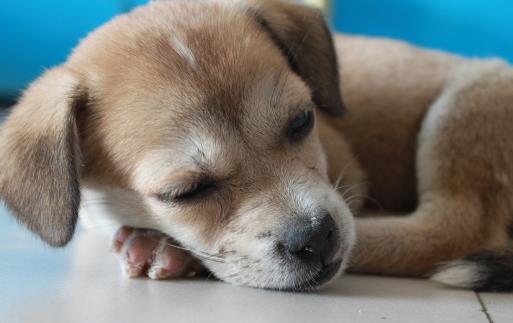 狗狗不可食用的食物 初養幼犬須知