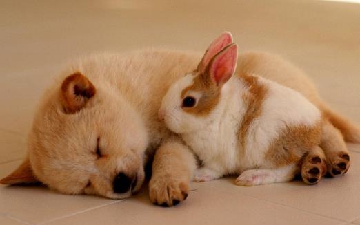 狗狗不可食用的食物 初養幼犬須知