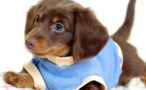 狗狗不可食用的食物 初養幼犬須知