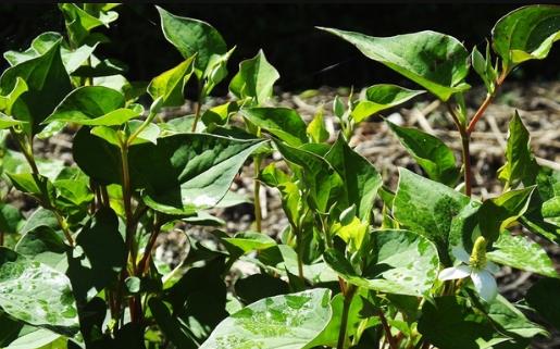 春天外出踏青要注意什么?這3件事一定要做好