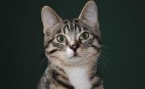  對于貓狗來說必不可少的水果 水果攝入同樣特別重要