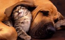 貓咪同狗狗一起養的注意事項 貓狗一起養的好處揭秘