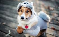 狗狗并不總是喜歡被撫摸 學(xué)會(huì)撫摸狗狗讓它更喜歡你