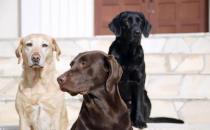 拉布拉多犬AKC標準揭秘 快來看看你家寶貝品種純不純