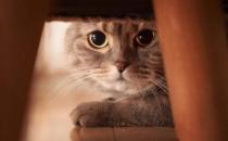 貓咪被被嚇著鏟屎官別坐視不管 要學會正確安撫方式