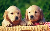 狗狗基礎(chǔ)訓(xùn)練三個(gè)月開(kāi)始 各種動(dòng)作訓(xùn)練方法解讀