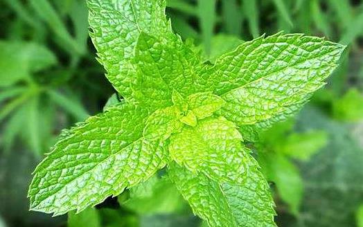 一點薄荷從舌尖清涼到腦子里 薄荷的功效與作用