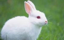 素食動物恐怖吃肉記 素食動物本質太弱而吃不到肉