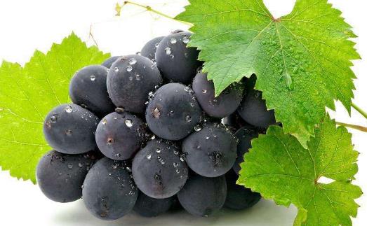 含有較多營養素且質量較高的食品 營養價值較高