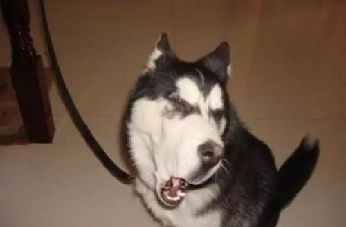 只有鏟屎官才了解的快樂 容易躺槍的養狗錯誤觀念