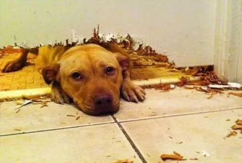 只有鏟屎官才了解的快樂 容易躺槍的養狗錯誤觀念