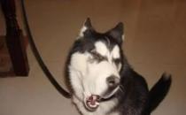 只有鏟屎官才了解的快樂 容易躺槍的養(yǎng)狗錯(cuò)誤觀念