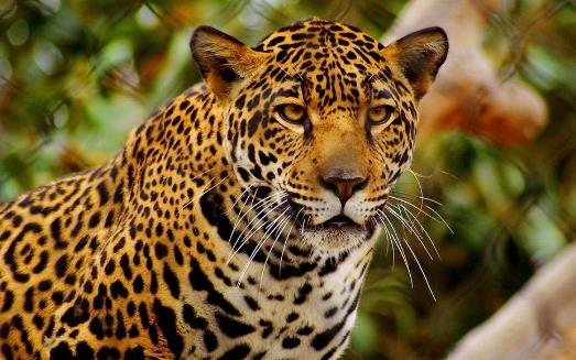 豹子小身軀有著大能量 關(guān)于豹子的冷知識