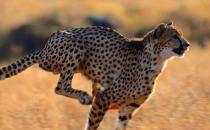 豹子小身軀有著大能量 關于豹子的冷知識