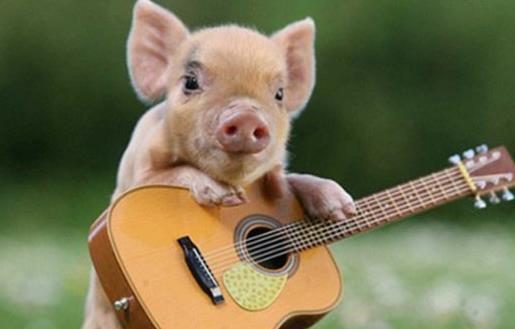 遛狗算什么溜豬才新潮 長不大的迷你豬備受關注