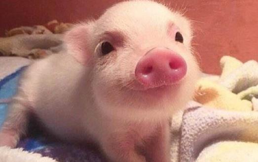 遛狗算什么溜豬才新潮 長不大的迷你豬備受關注