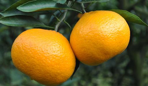 橘子全身都是寶，運(yùn)脾祛濕效果好！