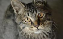 貍花貓會(huì)自己挑選主人 貍花貓幼貓成貓喂養(yǎng)指南