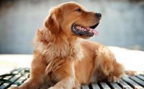 錯誤方法養狗狗狗老去速度快 鏟屎官一定一定要杜絕