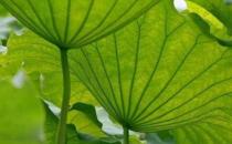 小暑節氣養生應吃的食物 黃鱔補氣綠豆芽降暑別錯過