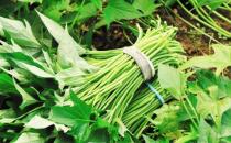 給身體清理垃圾推薦排毒蔬菜 給身體排毒的注意事項