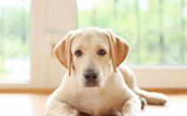 狗狗不會定點上廁所可咋整 訓練狗狗定點大小便方法