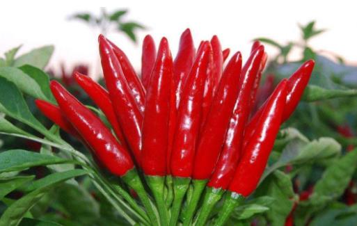 辣椒的維C含量最高 不能吃辣的人群