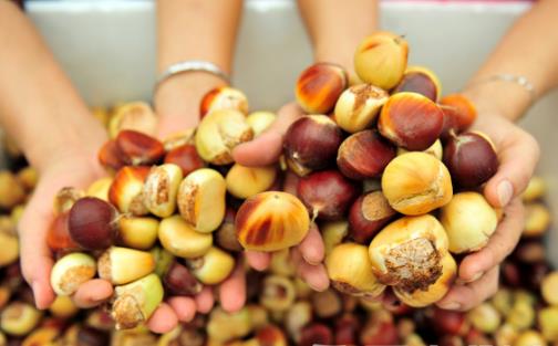 板栗怎么去皮 原來竅門在這里