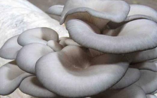 老人的飲食要選擇 適合老人吃的八種營養食物