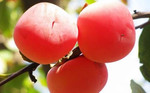 柿子醋的10個(gè)功效與作用 食用柿子醋的禁忌