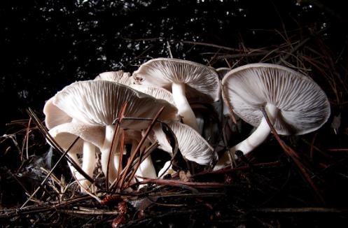 平菇、杏鮑菇、滑子菇…蘑菇這樣吃才對味