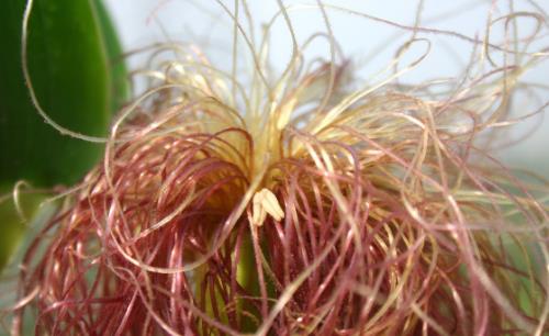 吃玉米，大家都愛光煮玉米，把玉米須扔掉。專家指出，這