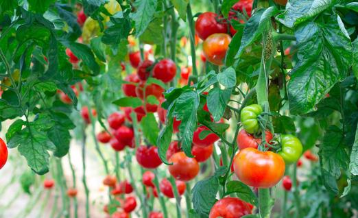 被列入黑名單的水果 能預防腫瘤發生的6類食物