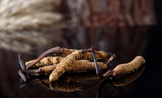 冬蟲夏草怎么吃最好