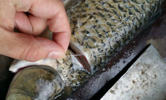 做魚有土腥味怎么去除 魚怎么做沒有土腥味