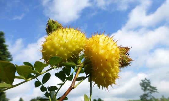 刺梨有維生素C之王的稱號 食用刺梨的八種好處 
