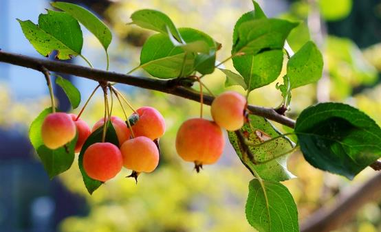 海棠果的功效與作用 海棠果食用禁忌