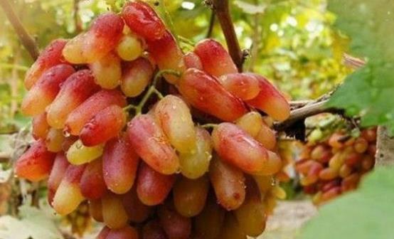 提子的功效與作用 提子的食用注意事項