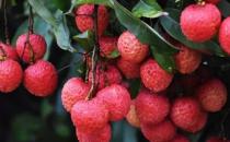 ?水果營養(yǎng)高但不是越多越好 8種水果不宜大量食用